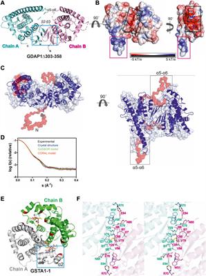 Structure of the Complete Dimeric Human GDAP1 Core Domain Provides Insights into Ligand Binding and Clustering of Disease Mutations